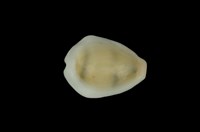 藏品(黃寶螺)的圖片